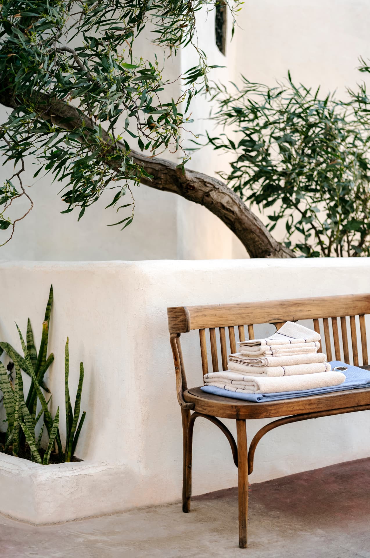 Folded towels on a wooden bench beneath an olive tree